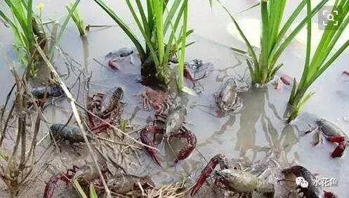 新开的塘养殖小龙虾需要注意什么,小龙虾养殖五月要注意事项