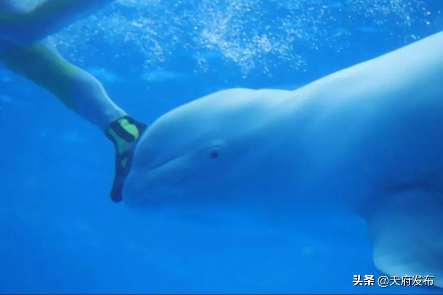 中秋假第2天！天府新区这些地方让你玩个够