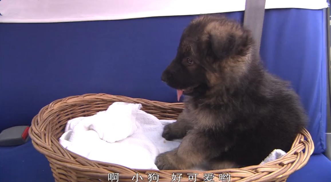 藏獒被抛弃咬舌自尽的电影,藏獒咬舌自尽是真的吗