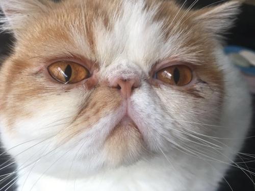 猫泪痕怎么去除涂什么药,猫泪痕滴什么药