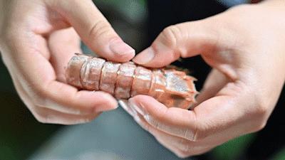 秦皇岛海浪花天桥海鲜批发市场,秦皇岛海浪花批发市场在哪