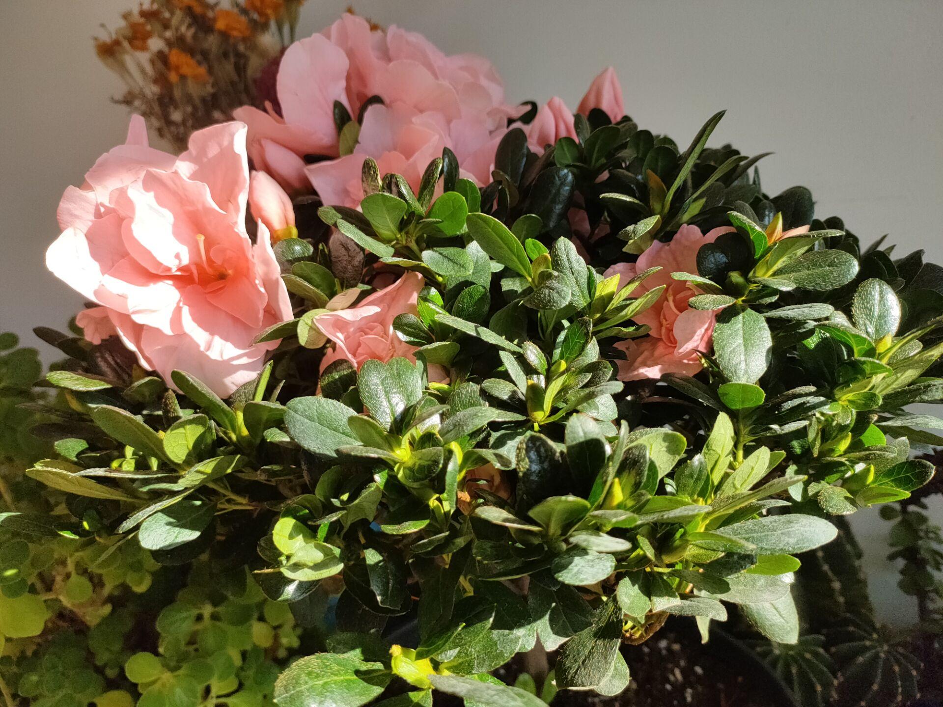 杜鹃花浇淘米水有好处还是有害处,杜鹃花只浇淘米水好吗