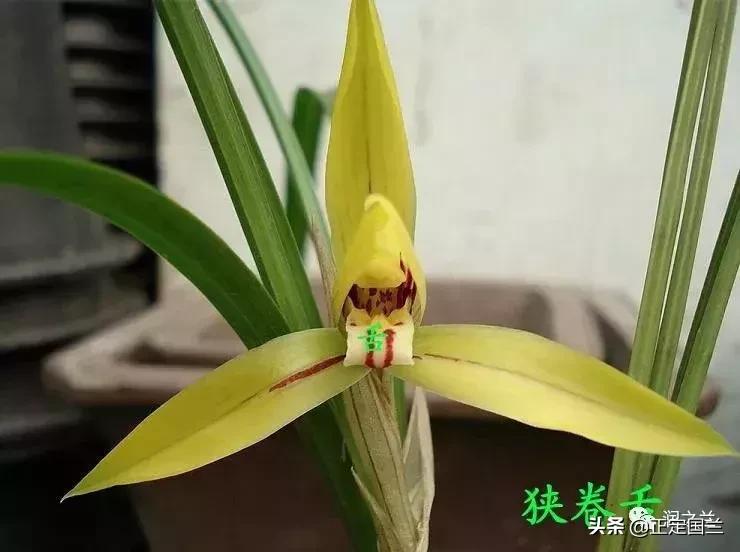 兰花知识大全100种,兰花鉴赏术语100条