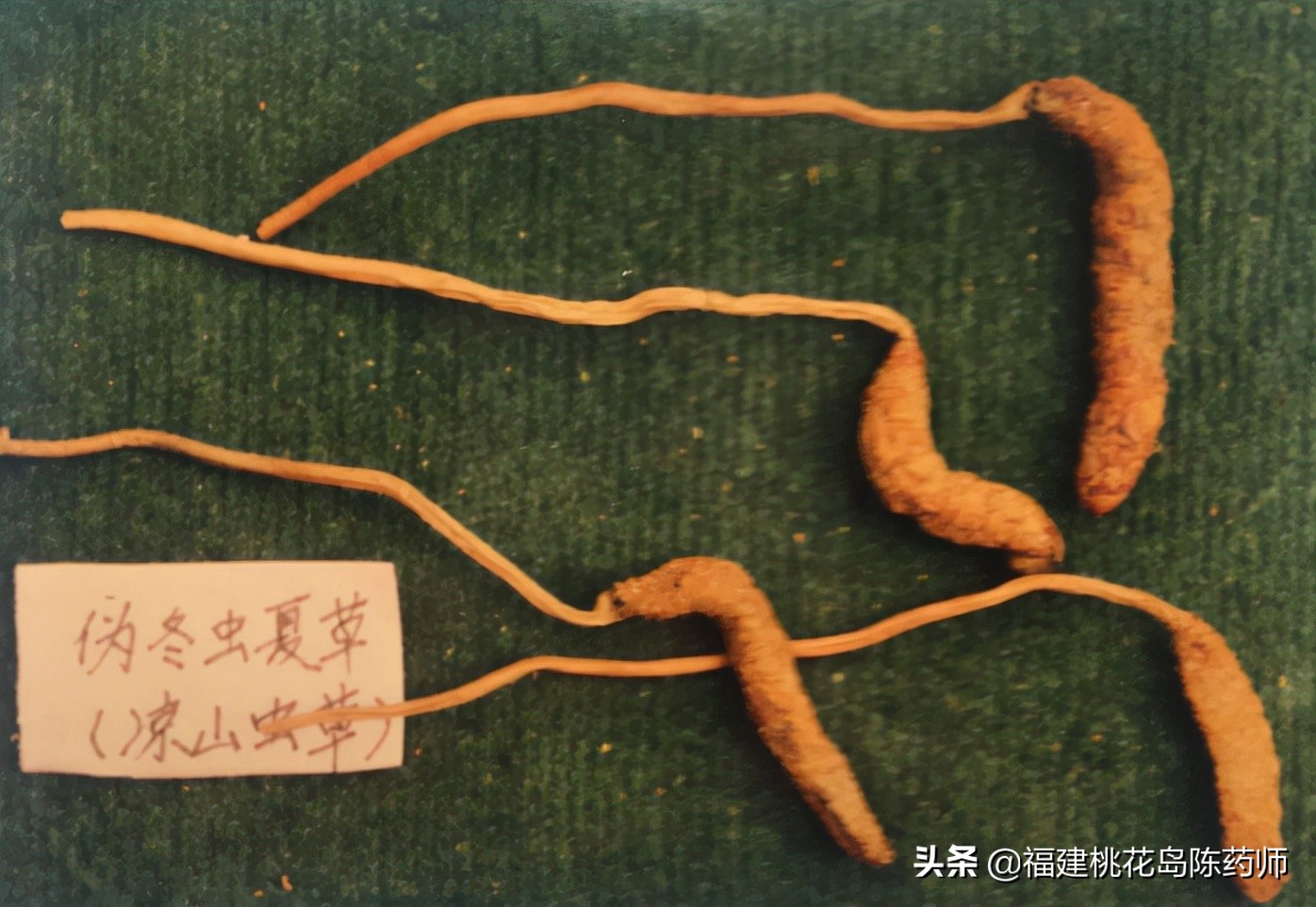 中药冬虫夏草的鉴定方法 (虫草中药材识别图片大全)