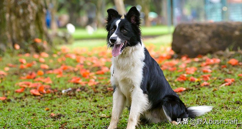 想找野外好友？那你一定要了解它们