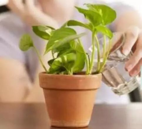 如何改善浇花水的软硬,浇花的水质比较碱性怎么改善