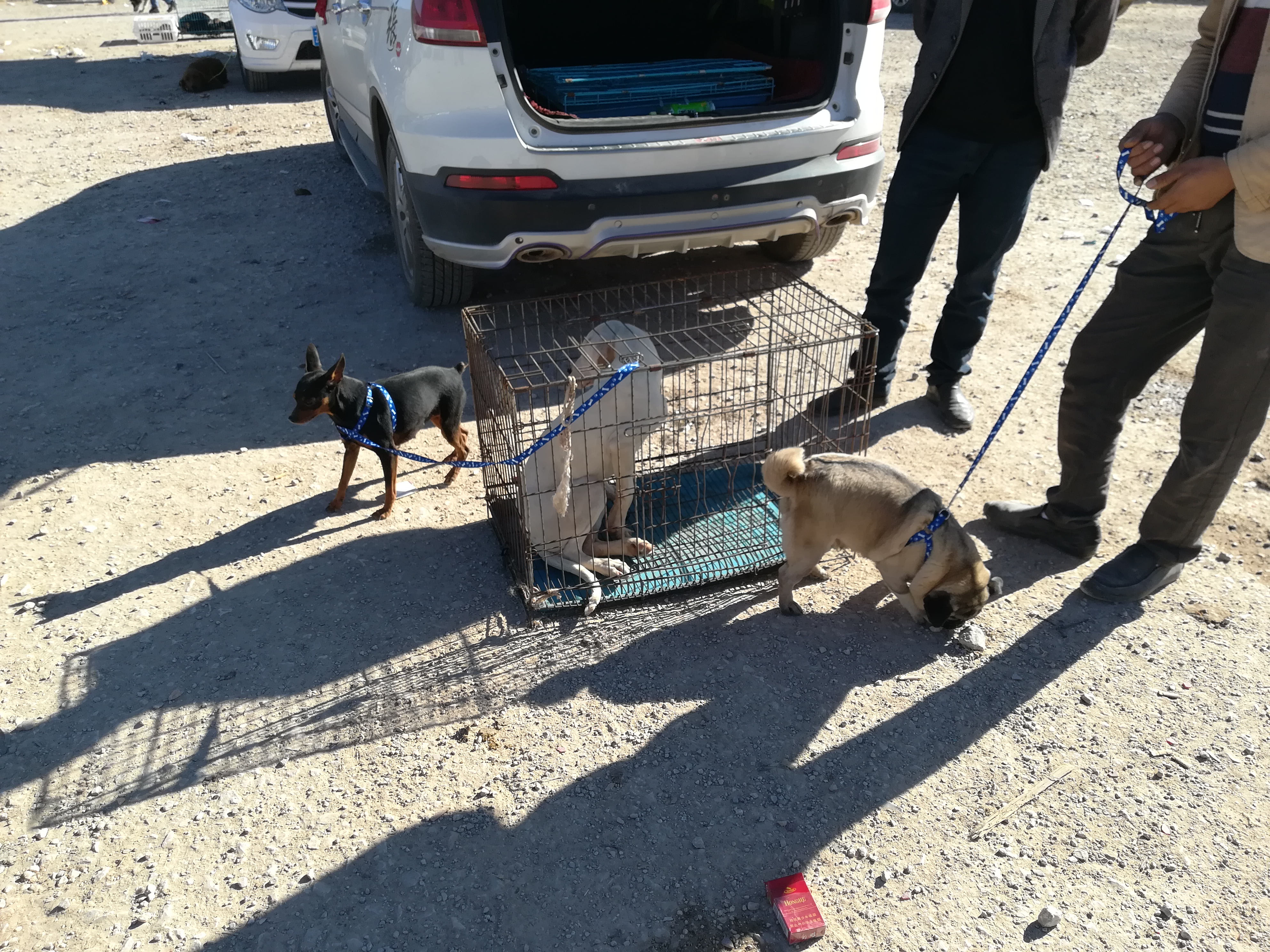 一岁巴哥狗多少钱,商贩出售巴哥犬