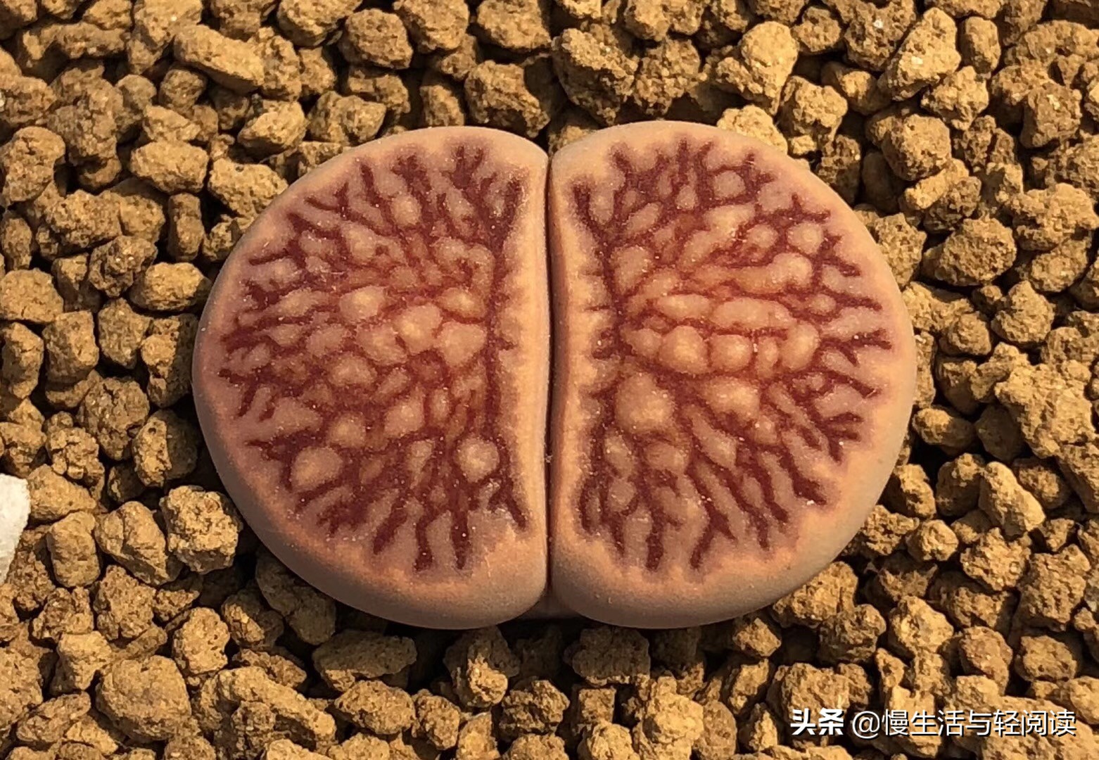 《慢客多肉》(连载五十)