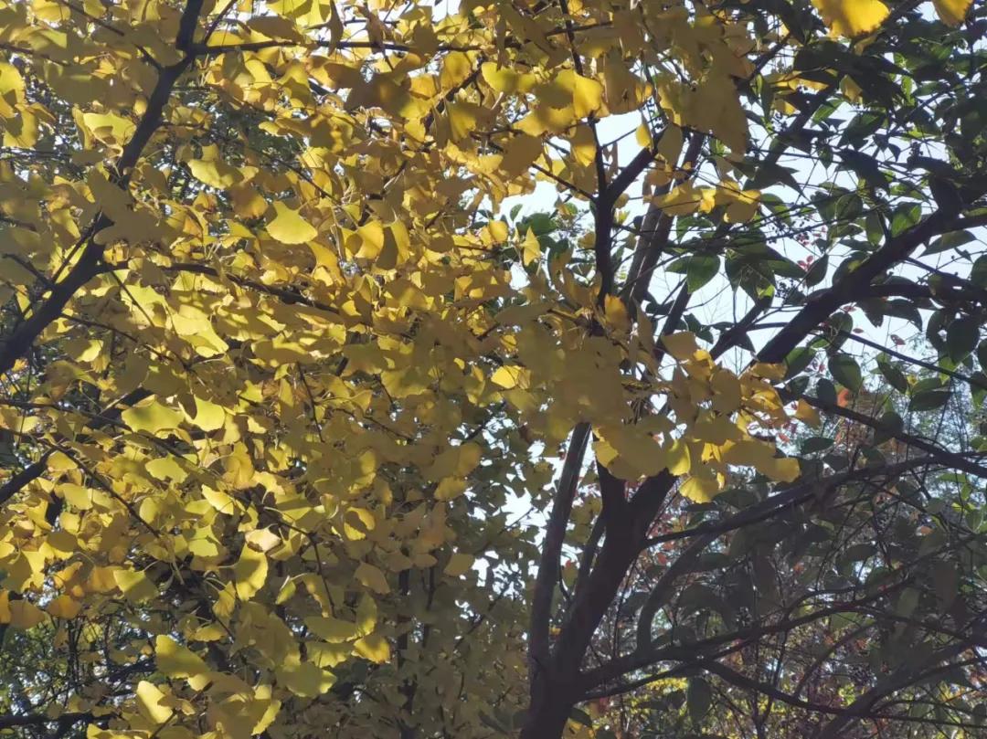 行走｜物华天宝宝华山