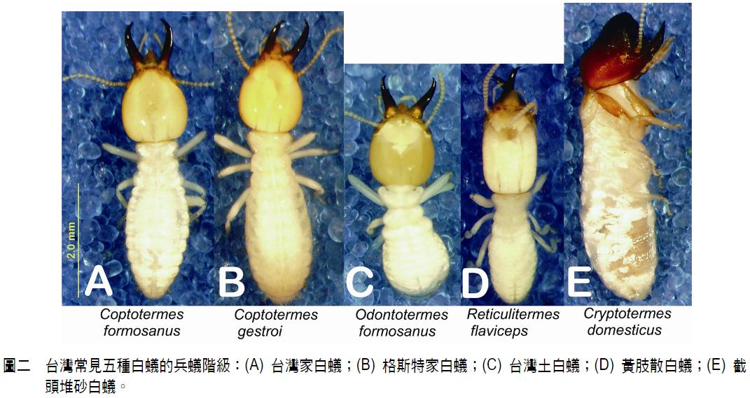 下雨天很多飞蚁是什么蚁,雨后飞蚁怎么来的