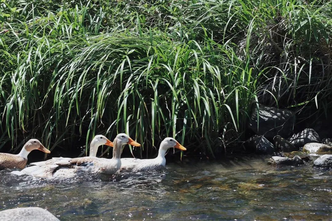 浙江杭州民宿3天二晚,浙江浦江登高村春社民宿