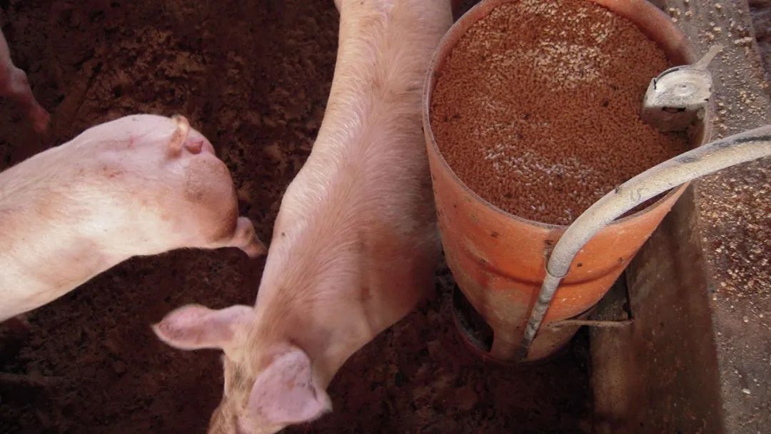 无法消化的人工甜味剂通过粪尿排出，污染水源后被我们重新喝下