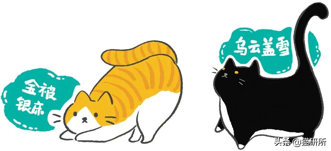 古代人如何称呼不同毛色的猫咪？