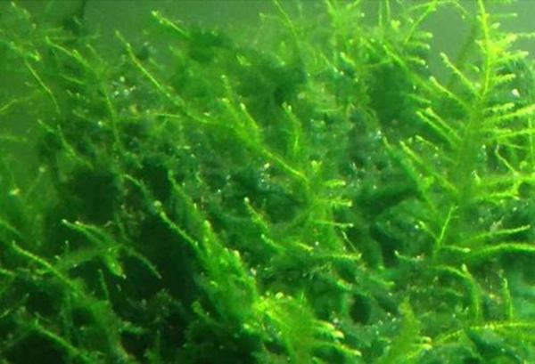 养花消除水藻的方法,水培花有绿藻吗怎么养护