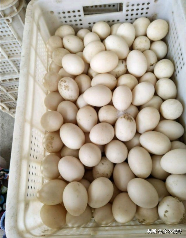 蛋鹅养殖前景如何,蛋鹅的养殖成本及利润