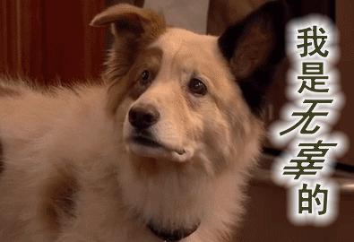 蛇中大熊猫是什么蛇,一条蛇价值100万