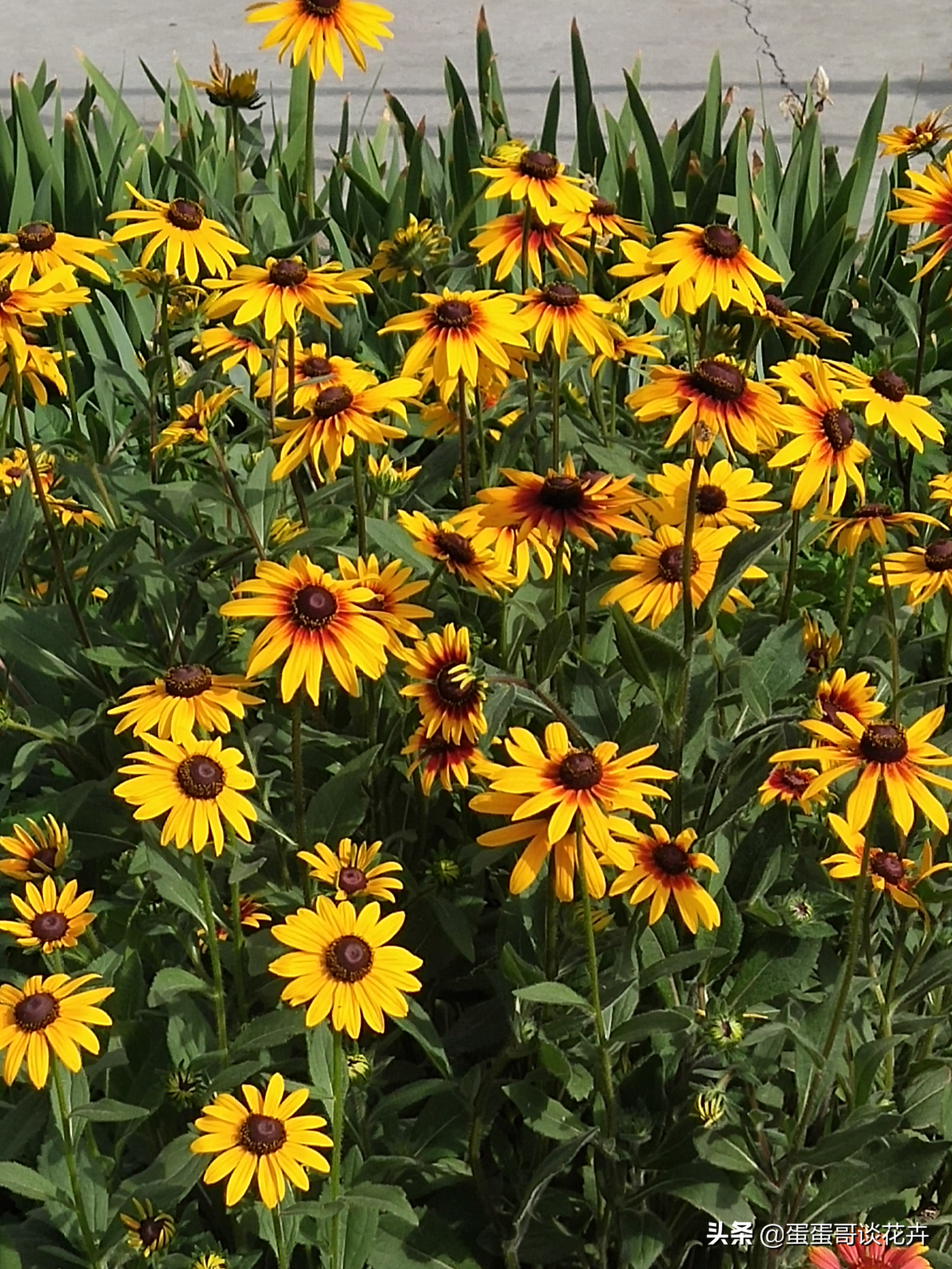 阳台小花园适合养什么绿植,夏季庭院花卉蓝目菊