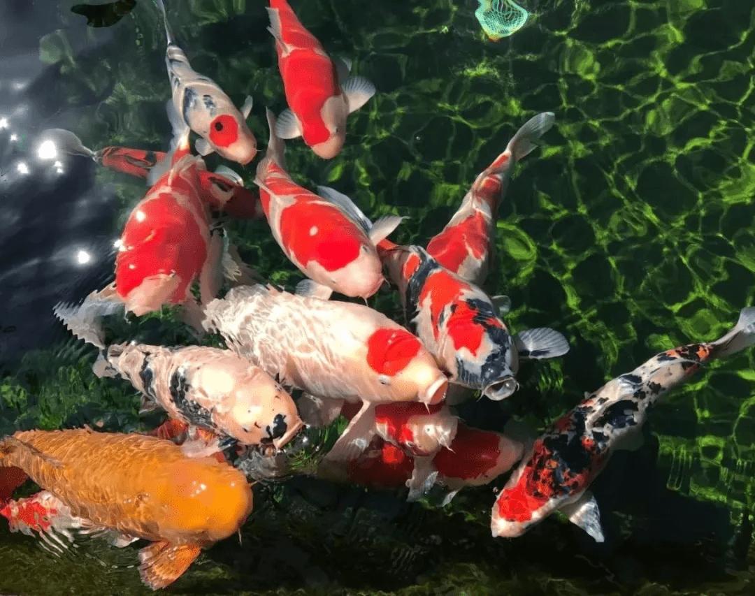 锦鲤鱼池传统过滤和智能过滤结合,锦鲤鱼池冬天到了要不要关过滤