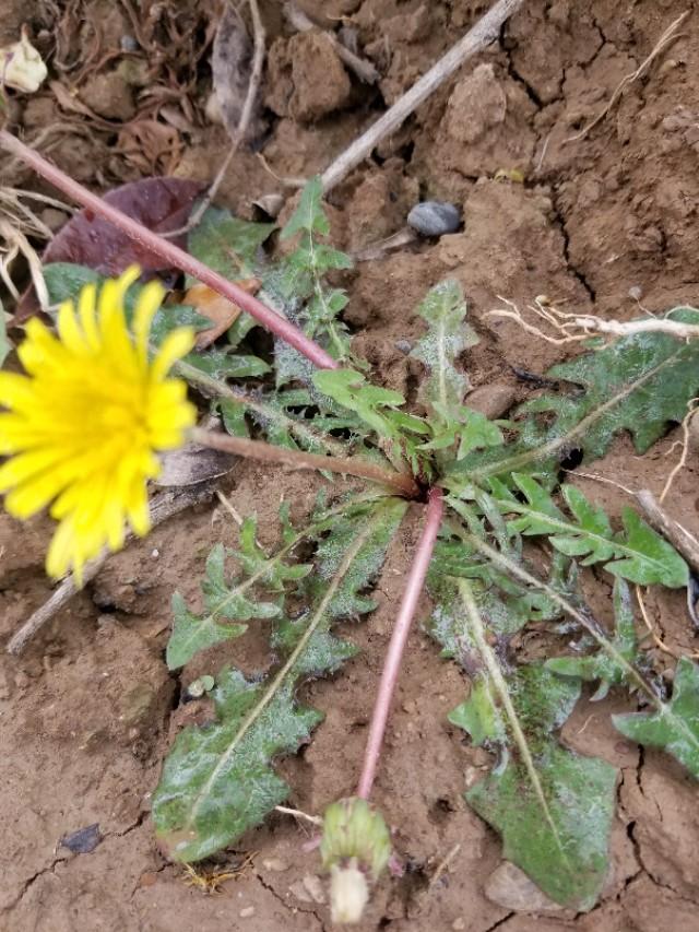蒲公英使用小技巧,蒲公英的习性及其特点