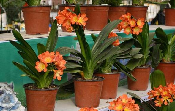 盆栽蚂蚁怎么快速处理掉,盆栽里面有蚂蚁怎么消除