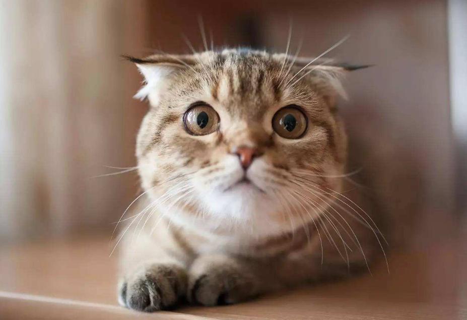 家里猫咪发情了？你知道该如何给它挑选好的配偶吗？