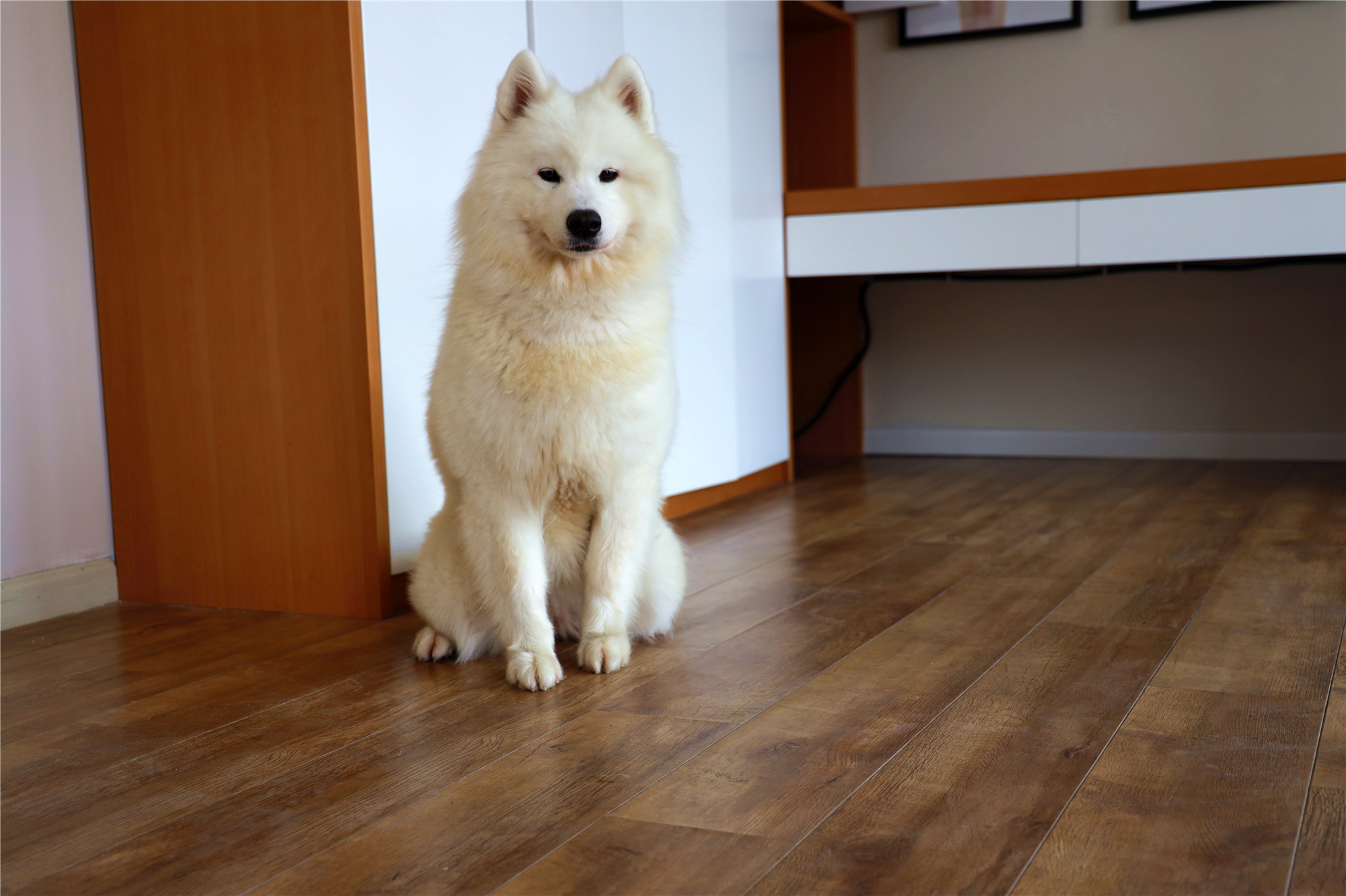 狗狗被烫伤了用什么药最好,狗狗烫伤应该用什么药物