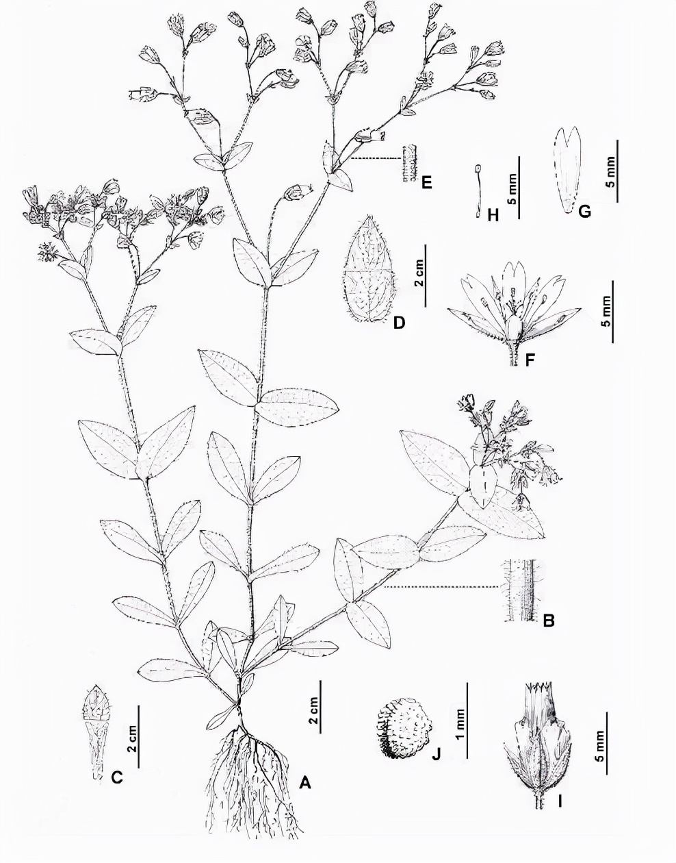 全国最罕见的发现,极其罕见的物种