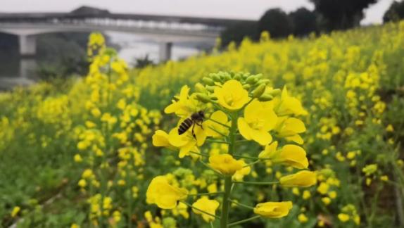 福建百强县惠安,福建百强县安溪县