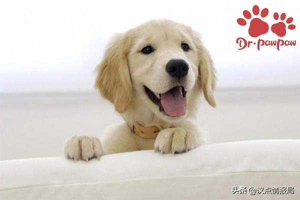 狗狗打喷嚏打出黄鼻涕怎么回事,狗狗流清水鼻涕怎么治疗最快