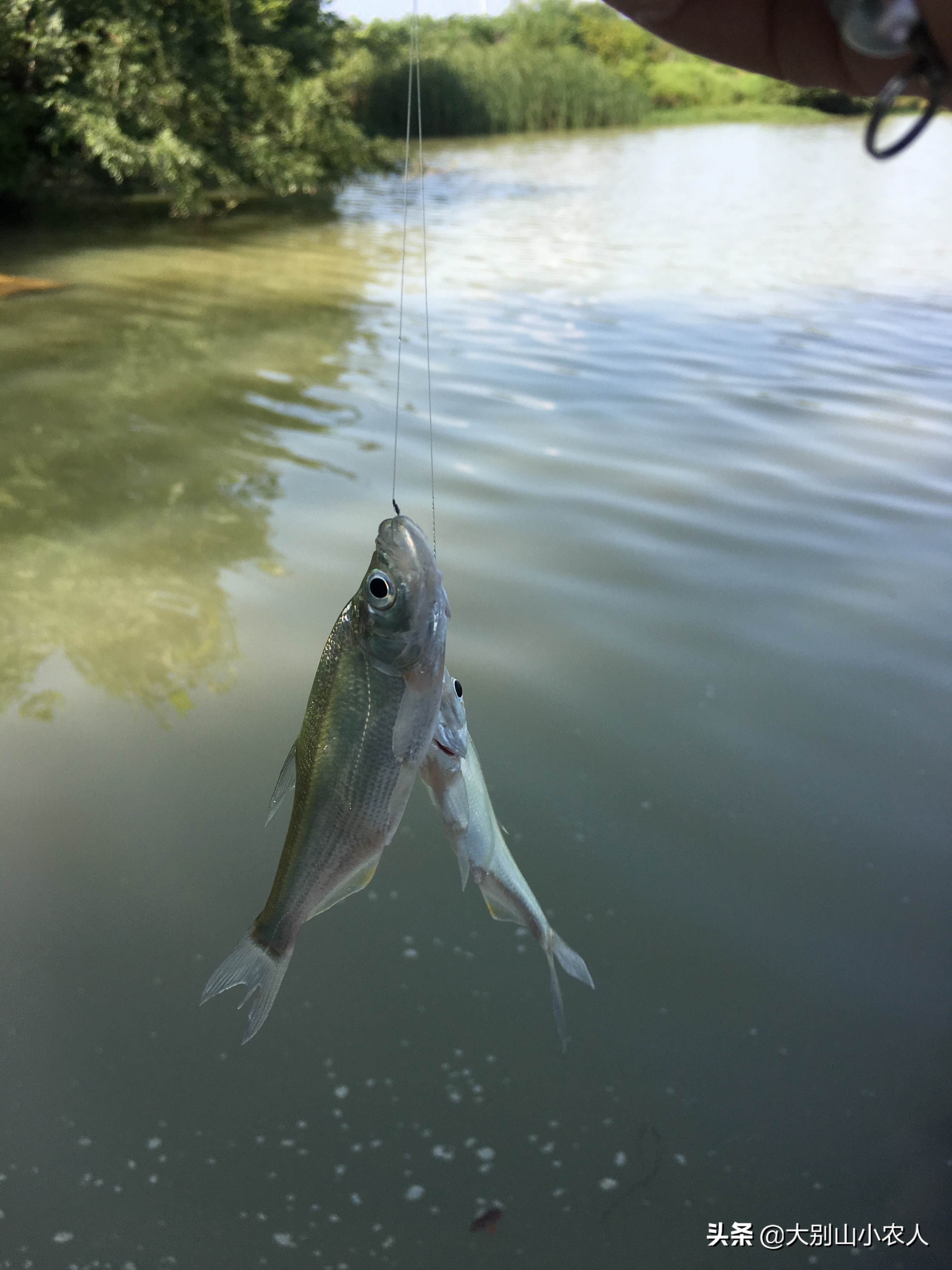 野钓翘嘴的正确方法与技巧,池塘浅水钓翘嘴最好方法