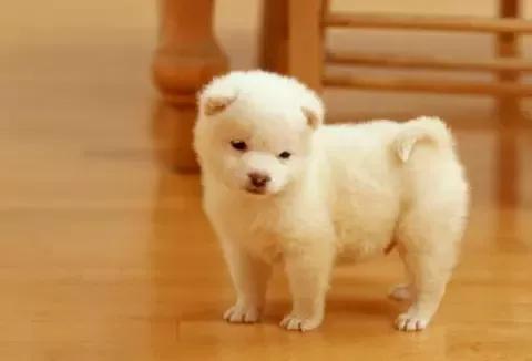 如果遇到恶犬该如何自救,遇到恶犬凶怎么办