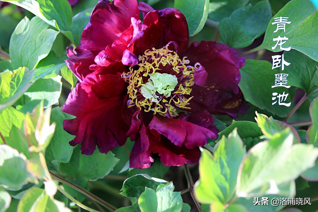 牡丹的名贵品种黑牡丹和绿牡丹,牡丹的稀有品种绿牡丹和黑牡丹