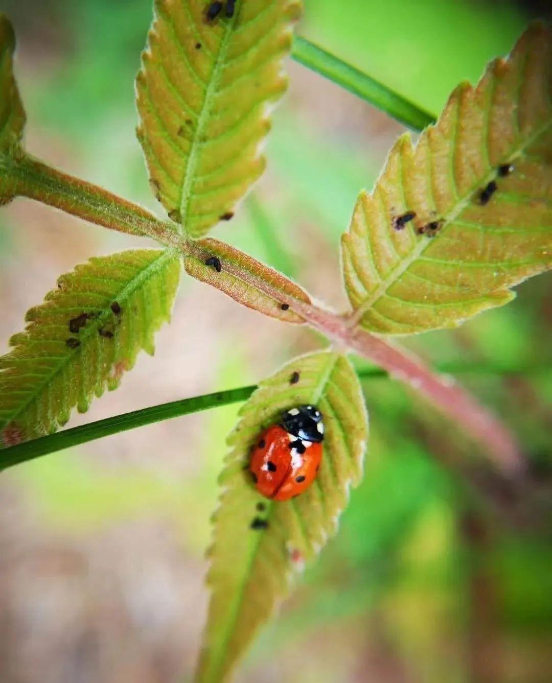 园子里的昆虫有多少,花园里的小动物哪些是昆虫