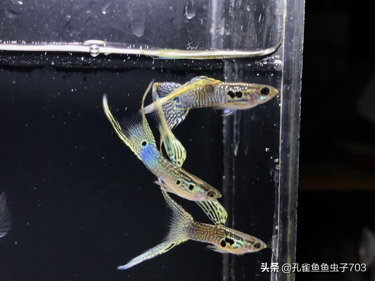 一周不在家孔雀鱼怎么办呢,假期不在家孔雀鱼会不会死