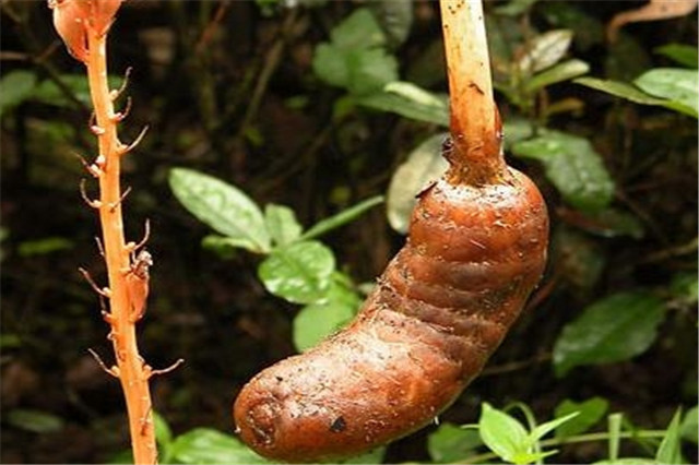 天麻的生长习性是什么,天麻深度解析