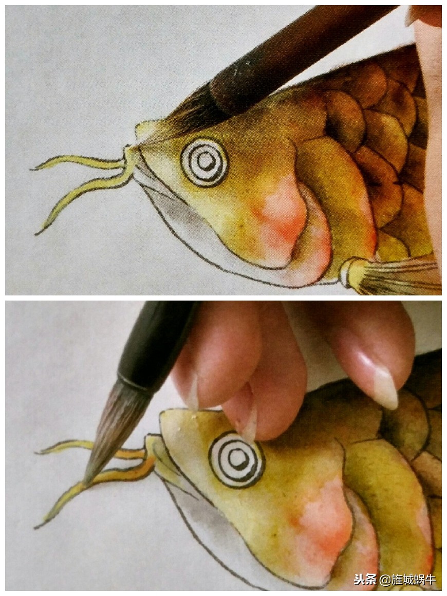 怎么样画出特别大的金龙鱼,金龙鱼的淡色工笔画法
