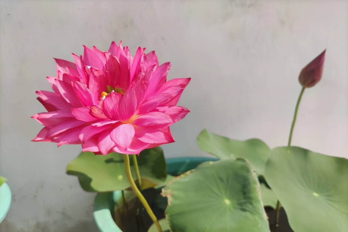 怎样把碗莲养成亭亭玉立的样子,想要把碗莲养开花应该怎么去培养