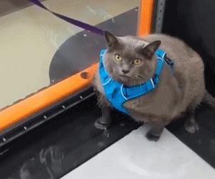 家里的猫咪有病了怎么办,猫咪佝偻病