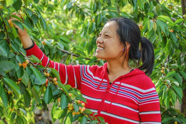开封博爱网络樱桃节,博爱樱桃节是什么时候