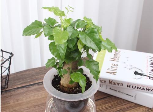 幸福树叶子发黄焦枯了怎么办,幸福树叶边发黑焦枯怎么办