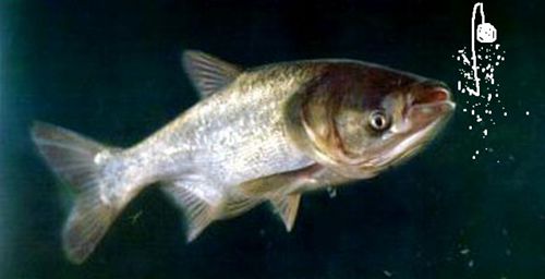 盘式钓鲢鳙,钓鲢鳙的鱼盘