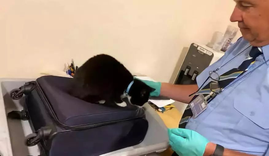 安检行李箱有只猫,网友在机场安检发现行李箱里的猫
