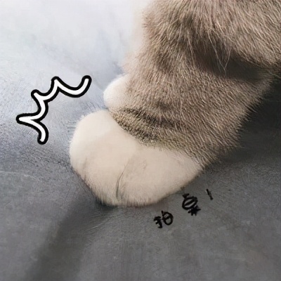猫咪被脚臭到的视频,哪个品种的猫咪脾气最臭