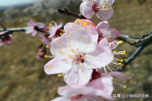 故事：朱迪问朵拉为什么选择哈登，朵拉的回答，使朱迪感动不已