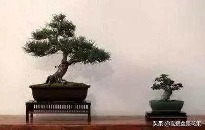 中华蚊母制作方法,中华蚊母的造型技巧