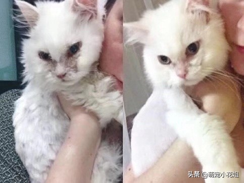 垃圾桶内传出一阵阵猫叫，打开一看，居然是一只面部溃烂的猫咪