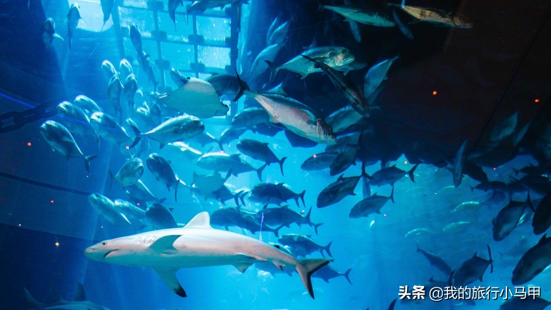 迪拜游玩一定要体验一次,迪拜必去十大景点旅游攻略