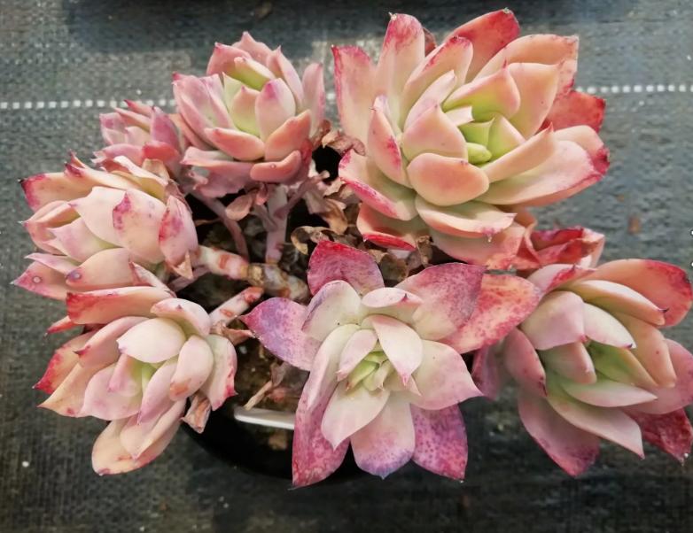 多肉养出状态来有多美？这102种多肉控养上色之后美呆了