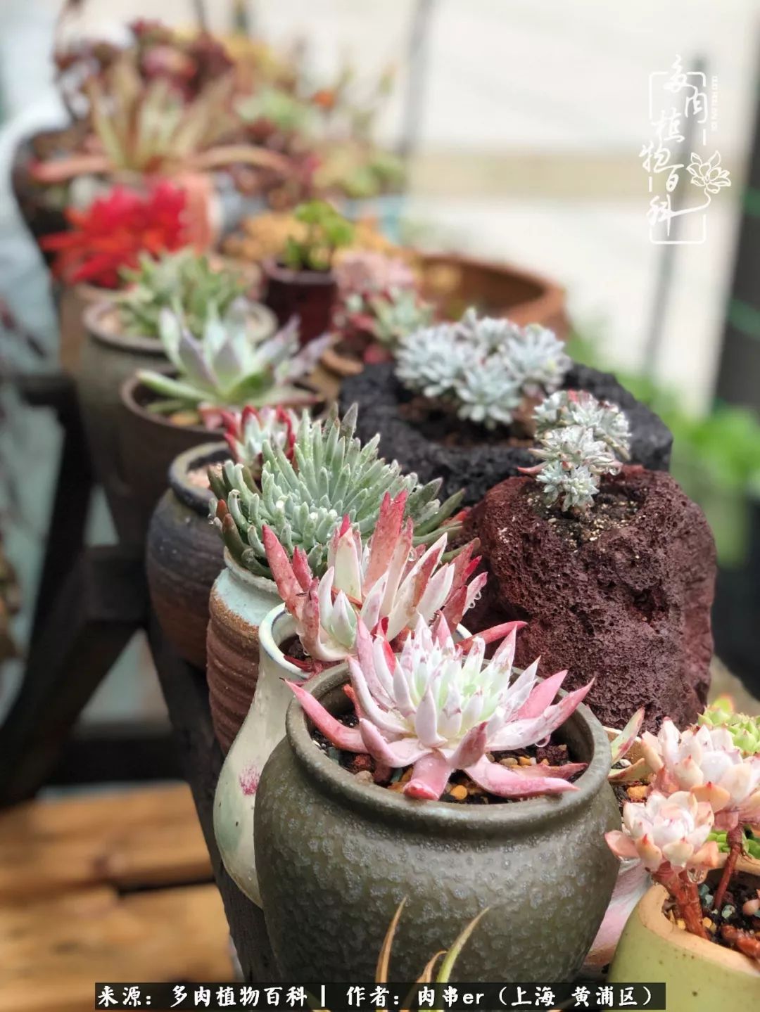 怎么用原相机拍多肉更好看,多肉怎么拍摄好看