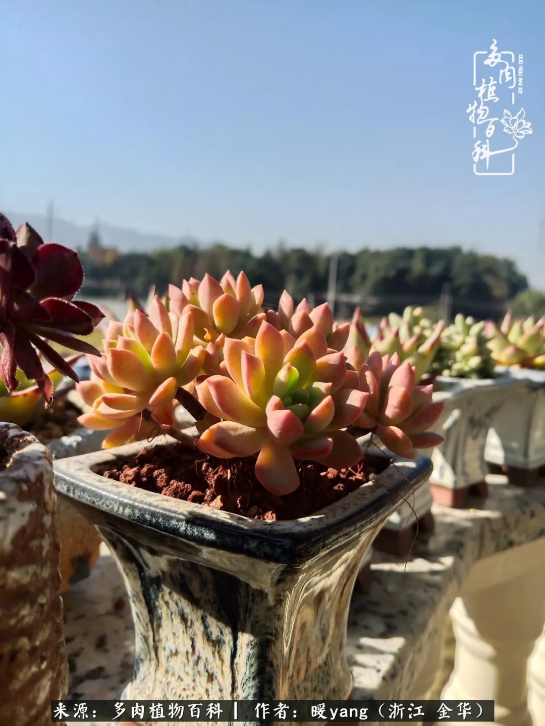 养多肉是业余的纯粹是爱好,每晚7点教您快速入门养多肉